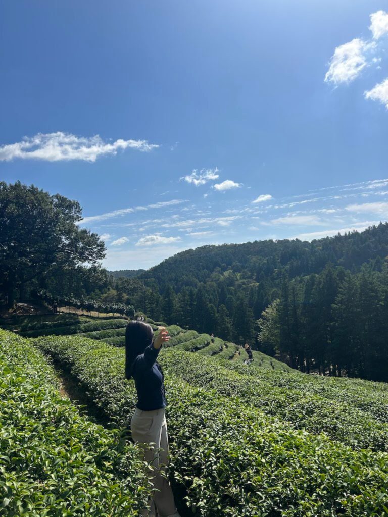 boseong green thea field